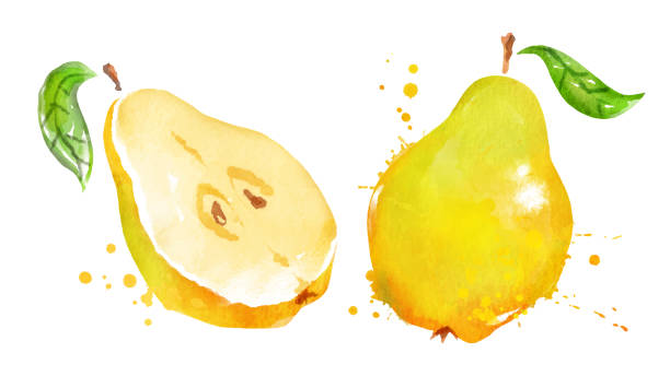 ilustrações de stock, clip art, desenhos animados e ícones de watercolor vector illustration of quince - pera