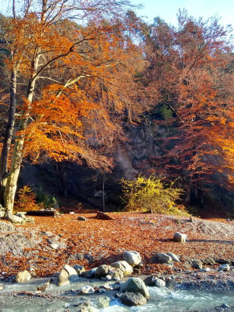 istock beech at riverbank in autumn 1283864951