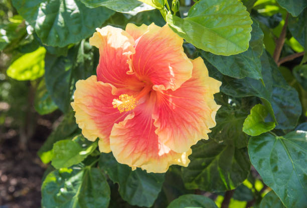 istock Orange and Yellow Tropical Hibiscus 1283865916