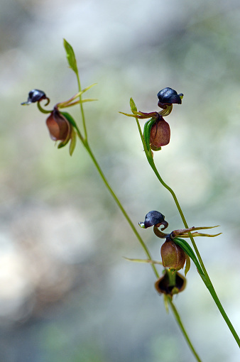 Unusual flowers of the Australian native Large Duck Orchid, Caleana major, family Orchidaceae. Also called the Flying Duck Orchid as they resemble a duck in flight. Found in Eucalyptus woodland in Sydney, NSW, Australia. Endemic to the east coast of Australia, South Australia and Tasmania. Spring and summer flowering. Pollinated by male sawflies.