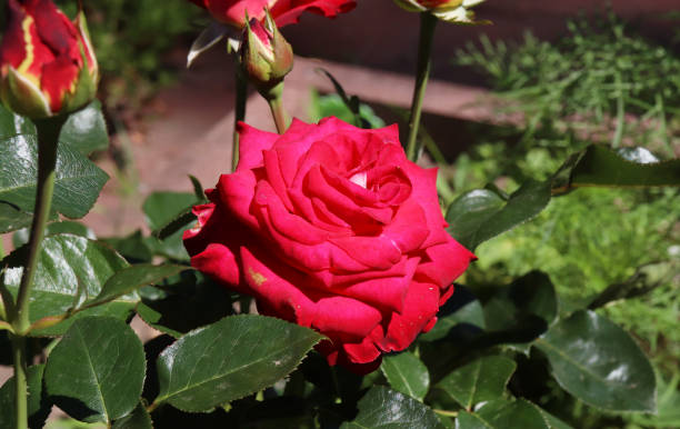 istock red rose in the garden 1283866264