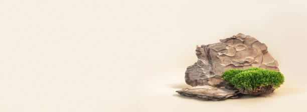 istock Composition of bark tree and moss on pastel background. Abstract podium for organic cosmetic products. Natural stand for presentation and exhibitions. 1283866557