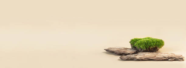 istock Composition of bark tree and moss on pastel background. Abstract podium for organic cosmetic products. Natural stand for presentation and exhibitions. 1283866558