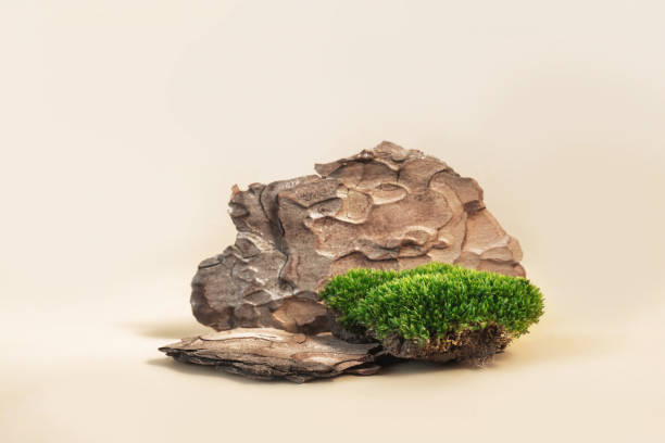 istock Composition of bark tree and moss on pastel background. Abstract podium for organic cosmetic products. Natural stand for presentation and exhibitions. 1283866578