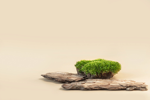 Composition of bark tree and moss on pastel background. Abstract podium for organic cosmetic products. Natural stand for presentation and exhibitions.