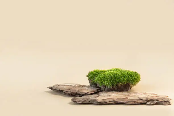 Photo of Composition of bark tree and moss on pastel background. Abstract podium for organic cosmetic products. Natural stand for presentation and exhibitions.