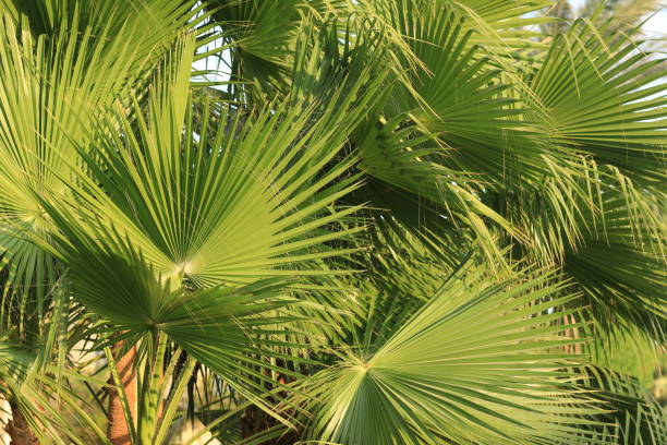 istock exotic palms at summer tropical resort hotel 1283866681