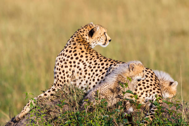 istock Cheetah female with cubs looking backward 1283868200