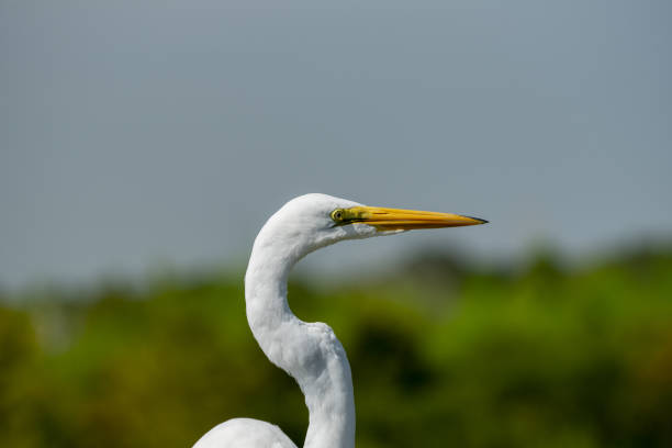 Great Egret head and curved neck with sloping treeline and sky in background. Photo taken at Sweetwater Wetlands Park in Gainesville, Florida. Nikon D750 with Nikon 200mm macro lens