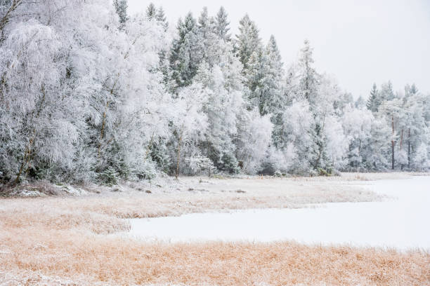 istock Cold weather at a forest lake with frost and ice 1283868304