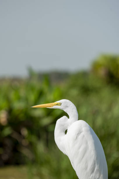 Great Egret standing with wetland, treeline and sky in the background. Photo taken at Sweetwater Wetlands Park in Gainesville, Florida. Nikon D750 with Nikon 200mm macro lens
