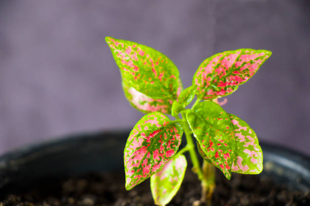 istock House and room plant background 1283870224