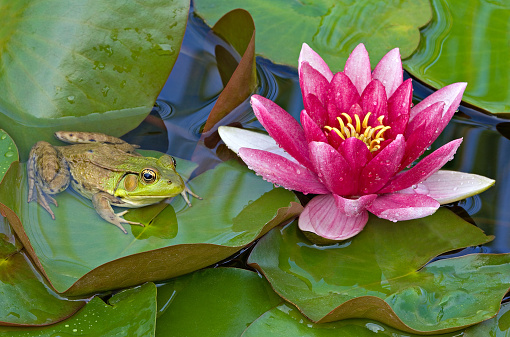Close-up of a pink water lily and green frog resting on a lily pad, Michigan, USA
