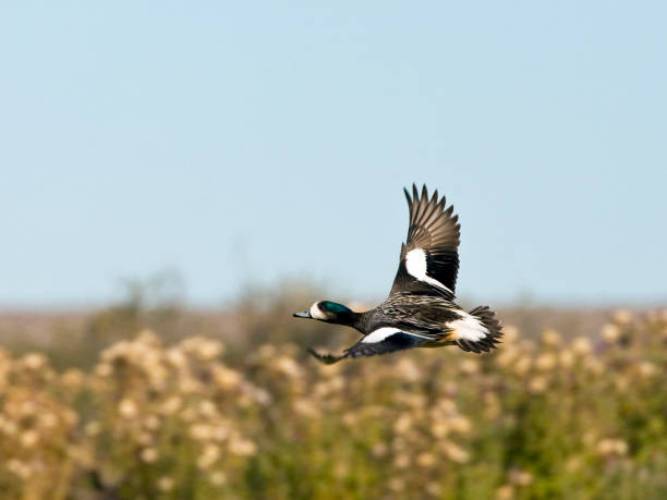 istock Chilean Wigeon, Anas sibilatrix 1283872493
