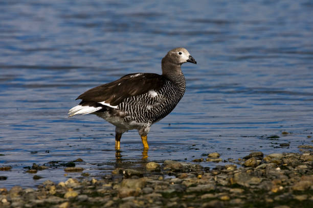 istock Kelp Goose, Chloephaga hybrida 1283872698
