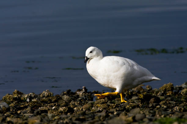 istock Kelp Goose, Chloephaga hybrida 1283872714