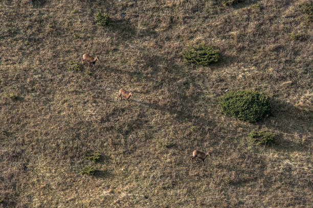 istock Chamoises in the hillside 1283872794