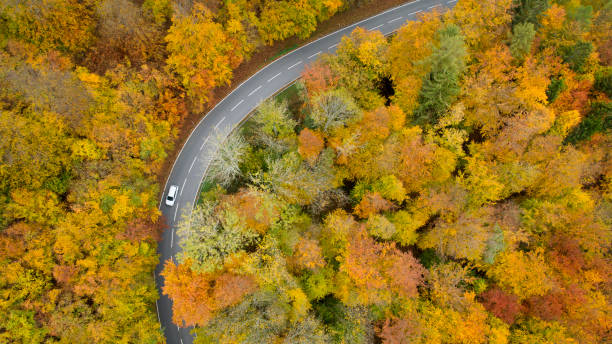 istock Road through autumnal forest - aerial view 1283872992