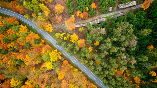 istock Road through autumnal forest - aerial view 1283873031