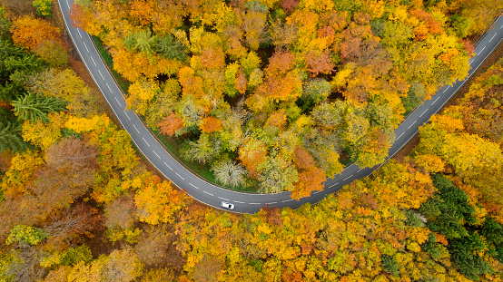 Road through autumnal forest - aerial view