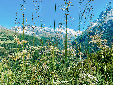 Mountain herbs and snow peaks in Les Hauderes, Switzerland