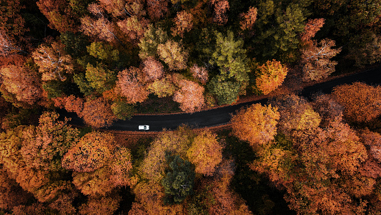 High angle view of a road trough the autumn forest with copy space