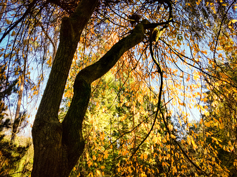 Dark tree trunk and autumnal leaves
