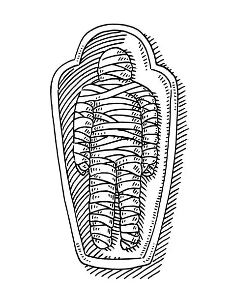 Vector illustration of Mummy In Sarcophagus Drawing