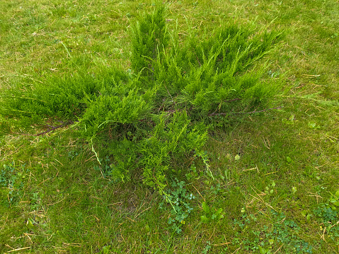 juniper bush growing on the grass