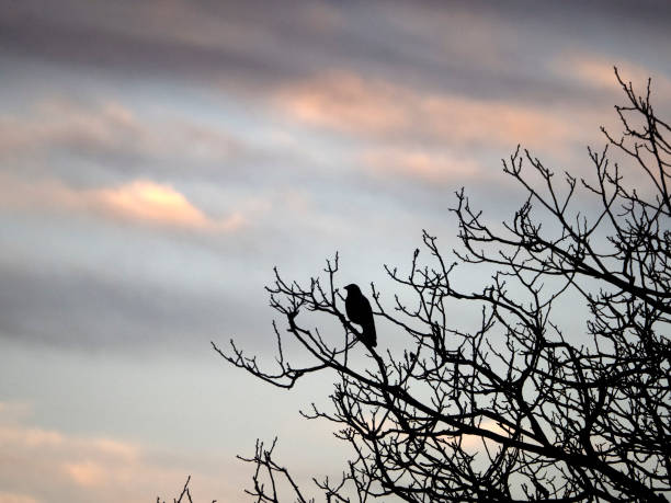 istock crow at sunset silhouette on a tree in autumn 1283875803
