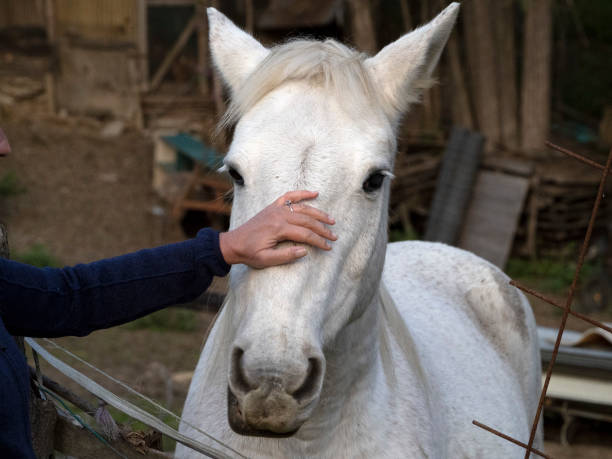 istock White horse and human hand 1283876875