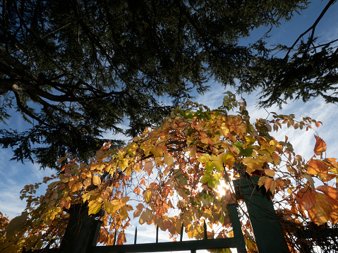 yelleow hedge leaves in autumn season detail