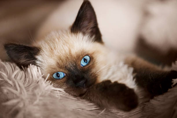 gato balinés, gatito balinés sobre fondo gris - balinese culture fotografías e imágenes de stock