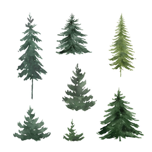 Watercolor vector set with green fir trees. Hand painted illustration for greeting floral postcard and invitations isolated on white 
background. Watercolor vector set with green fir trees. Hand painted illustration for greeting floral postcard and invitations isolated on white 
background. pine tree stock illustrations