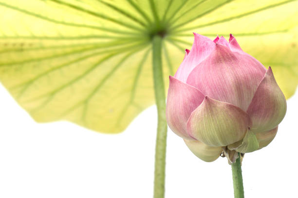 istock Beautiful lotus flower isolated on white background 1283877477