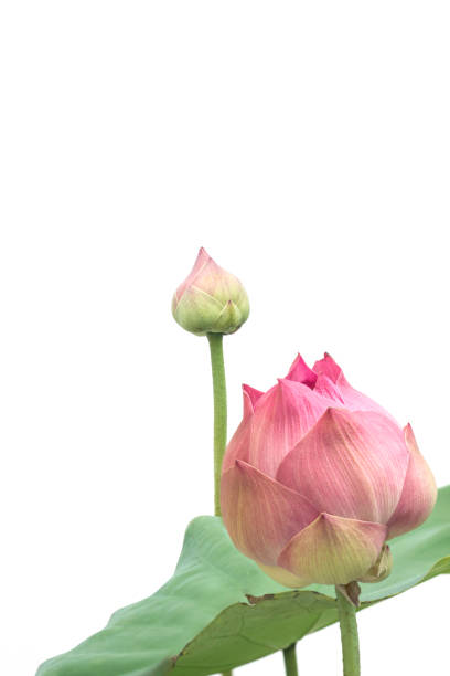istock Beautiful lotus flower isolated on white background 1283877499