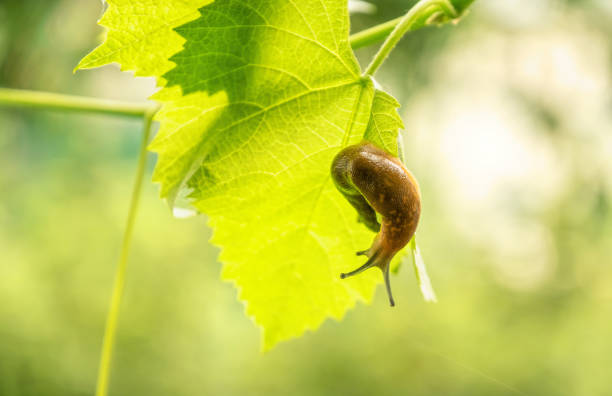 istock Giant slug on a green grapes leaf 1283877634