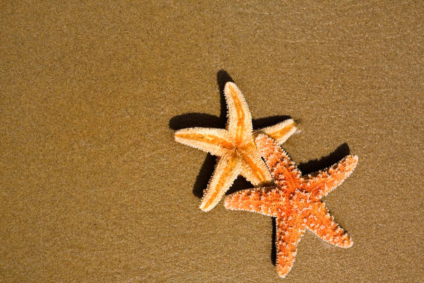 istock Starfishes on the beach 1283878703
