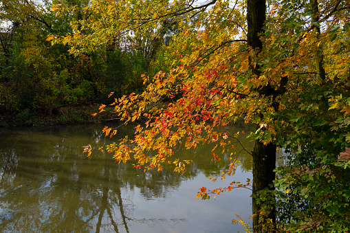 Fall Colors with a small stream-Howard County Indiana