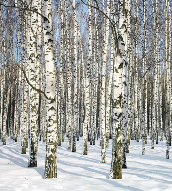 istock Winter birch trunks in February sunlight 1283879243