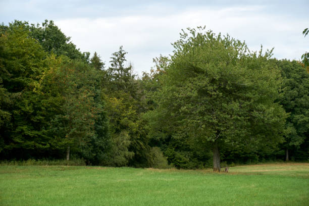 istock autumn landscape with colorful trees near Daun, Eifel 1283880580