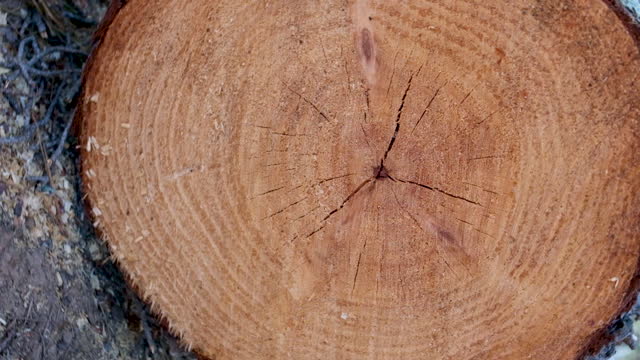Close up of the wood of a tree stump