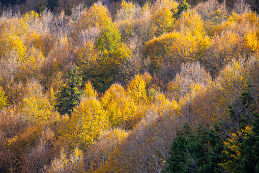 mixed autumn forest \nAbant - Bolu İstanbul