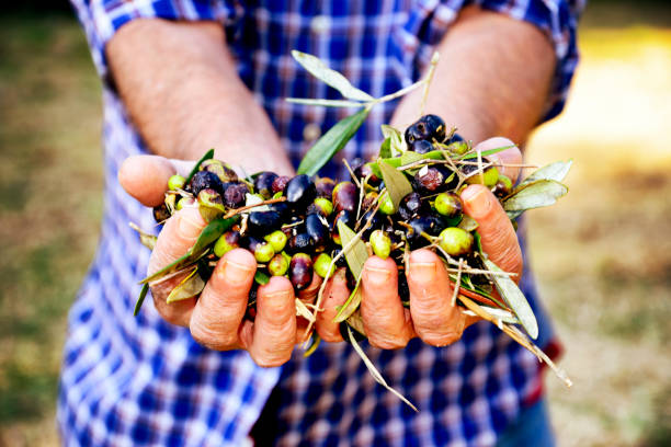 Farmer in Chianti region during olives harvesting, Tuscany, Italy.