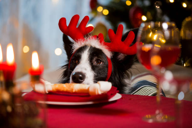 Close-up portrait of a dog wearing reindeer‘s horns celebrating Christmas stock photo