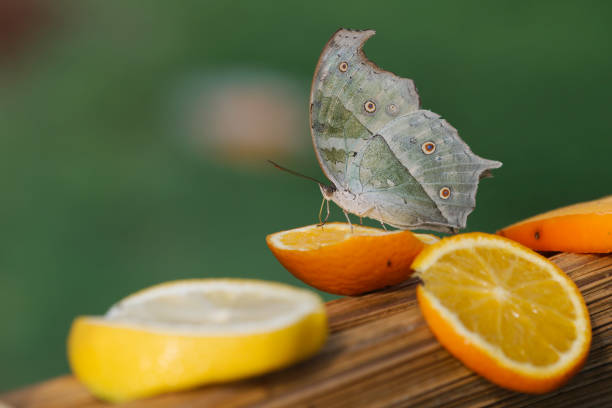 Close up of Tropical butterfly sucking nectar and fruit juices