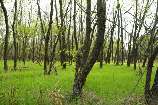 istock Forest with fresh green leaves and grass 1283884738