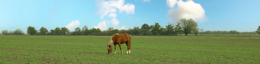 Horse grazing in the green field in the morning