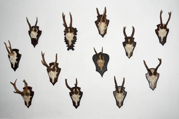 istock a Roe deer antlers isolated over white 1283884859