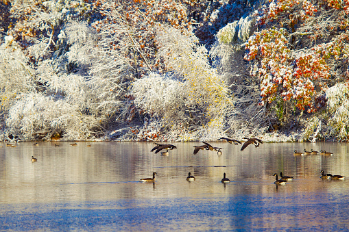 Flock Of Geese Flying over snowing lake in dawn in autumn , Massachusetts, USA